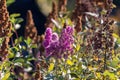 bottle bush bloom in deep purple pink