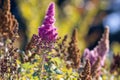 bottle bush bloom in deep purple pink