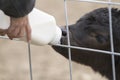 Bottle calf drinking milk from a bottle