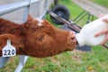 Bottle Calf Taking Milk Royalty Free Stock Photo