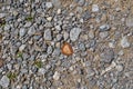 Bottle cap crushed on the ground Royalty Free Stock Photo