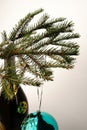 A bottle of champagne and a Christmas tree branch. Royalty Free Stock Photo