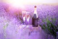 A bottle of champagne and glasses in a sunset lavender field. Royalty Free Stock Photo