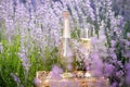 A bottle of champagne and glasses in a sunset lavender field. Royalty Free Stock Photo