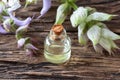 A bottle of clary sage essential oil with fresh plant Royalty Free Stock Photo