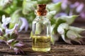 A bottle of clary sage essential oil with fresh plant