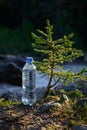 Bottle of clear icy water from mountain stream near a small coniferous tree in the sun rays, blurred background. Image for Royalty Free Stock Photo