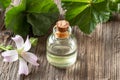 A bottle of mallow essential oil with fresh malva neglecta plant Royalty Free Stock Photo