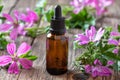 A bottle of mallow essential oil with fresh malva sylvestris flowers