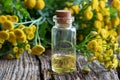 A bottle of common tansy essential oil with fresh tansy