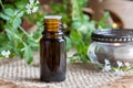 A bottle of vervain essential oil with blooming verbena officinalis Royalty Free Stock Photo