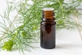 A bottle of dill seed oil with fresh blooming Anethum graveolens Royalty Free Stock Photo