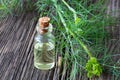 A bottle of dill seed oil with fresh blooming Anethum graveolens Royalty Free Stock Photo