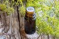 A bottle of dill seed oil with fresh blooming Anethum graveolens Royalty Free Stock Photo