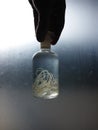 Bottle with dog heartworm