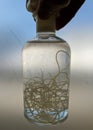 Bottle with dog heartworm