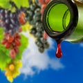 image of the bottle with drop of wine on grape bunches background Royalty Free Stock Photo