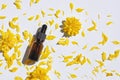 Bottle with dropper pipette with serum or essential oil on the background yellow flower petals. Royalty Free Stock Photo