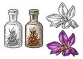 Bottle with dry threads. Saffron flower with stamens. Engraving