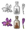 Bottle with dry threads. Saffron flower with stamens. Engraving