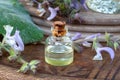 A bottle of essential oil with fresh clary sage plant