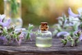 A bottle of clary sage essential oil and fresh plant Royalty Free Stock Photo