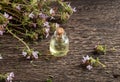 A bottle of essential oil with blooming thyme twigs
