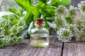 A bottle of essential oil with blooming angelica plant