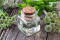 A bottle of essential oil with blooming angelica plant