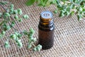 A bottle of marjoram essential oil with fresh blooming marjoram