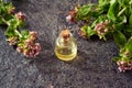 A bottle of essential oil with fresh blooming oregano on dark background Royalty Free Stock Photo