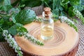 A bottle of peppermint essential oil with fresh blooming peppermint