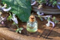 A bottle of essential oil with fresh clary sage plant