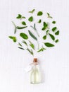 Bottle of essential oil with herb holy basil leaf, rosemary,oregano, sage,basil and mint on white background. Royalty Free Stock Photo