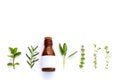 Bottle of essential oil with herb holy basil leaf, rosemary,oreg Royalty Free Stock Photo