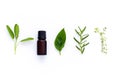 Bottle of essential oil with herb holy basil leaf, rosemary,oreg Royalty Free Stock Photo