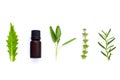 Bottle of essential oil with herb holy basil leaf, rosemary,oreg Royalty Free Stock Photo