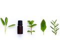 Bottle of essential oil with herb holy basil leaf, rosemary,oreg Royalty Free Stock Photo