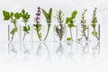 Bottle of essential oil with herb holy basil leaf, rosemary,oregano, sage,basil and mint on white background.