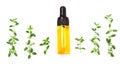 Bottle of essential oil with herbs thyme isolated on white background Royalty Free Stock Photo