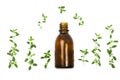 Bottle of essential oil with herbs thyme isolated on white background Royalty Free Stock Photo