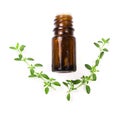 Bottle of essential oil with herbs thyme on white background Royalty Free Stock Photo