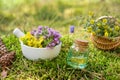 Bottle of essential oil or infusion, mortar of thyme and sedum flowers, basket of medicinal herbs on moss in forest outdoors. Royalty Free Stock Photo