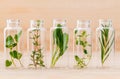 Bottle of essential oil lemon thyme ,thyme ,oregano,rosemary . Royalty Free Stock Photo