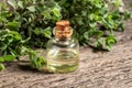 A bottle of essential oil with marjoram twigs