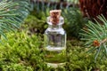 A bottle of essential oil with moss and fresh spruce branches