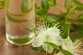 Bottle with essential oil, myrtle flowers and leaves on a branch on wooden rustic background