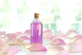 Bottle of essential oil and pink rose isolated on white Royalty Free Stock Photo