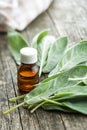 Bottle of essential sage oil. Royalty Free Stock Photo