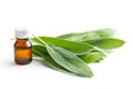 Bottle of essential sage oil. Royalty Free Stock Photo